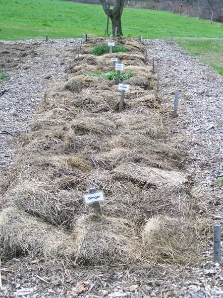 New Herb garden - 7th row finished crop April 2018.jpg