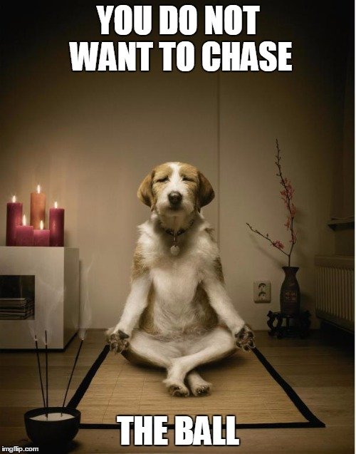 dog-meditat.jpg