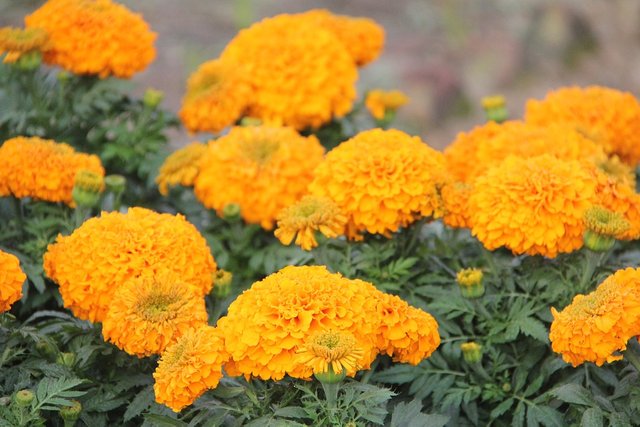 marigold-flower-2278645_960_720.jpg