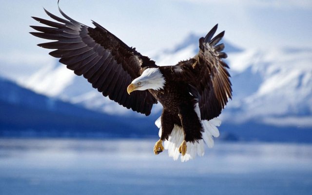 bald-eagle-landing-wallpaper.jpg