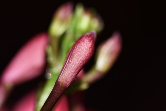 Epidendrum ibaguense  buds macro.jpg