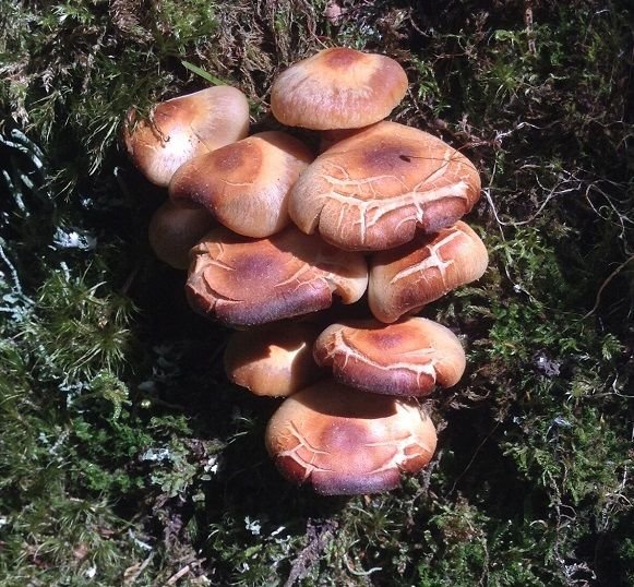 Kuehneromyces mutabilis – Kopi.jpeg