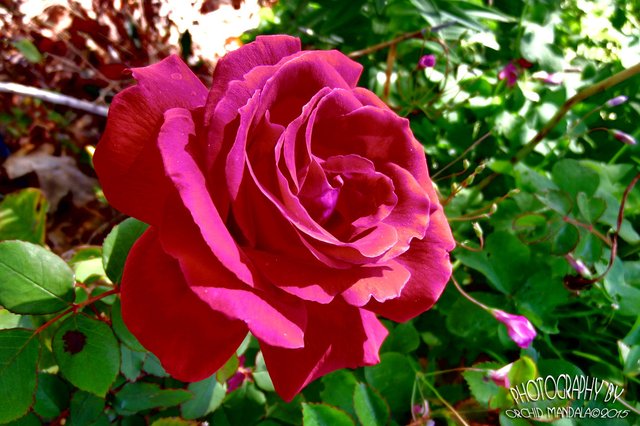 rad-red-rose.jpg