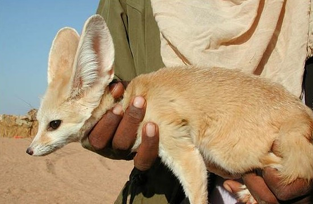 Fenec Desert Fox BIG.png