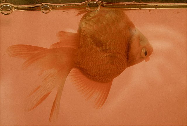 640px-Goldfish_with_swim_bladder_disease.jpg