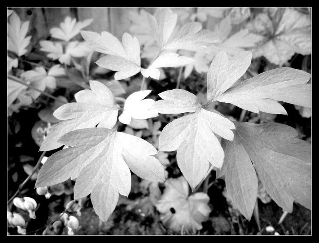 leaves BW.jpg