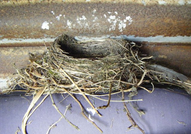 nest empty crop small (2015_09_28 11_13_35 UTC).jpg