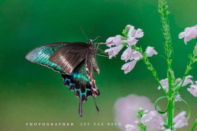 Another-butterfly-600x399.jpg