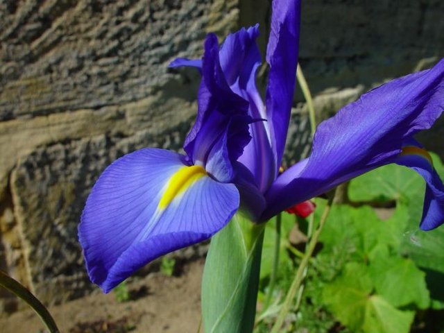 nice-orchid-flowers-725x544.jpg