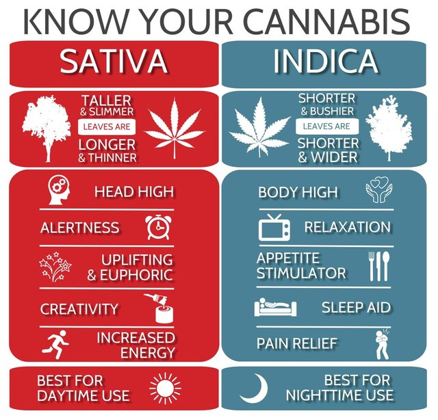 indica-and-sativa-1024x983.jpg