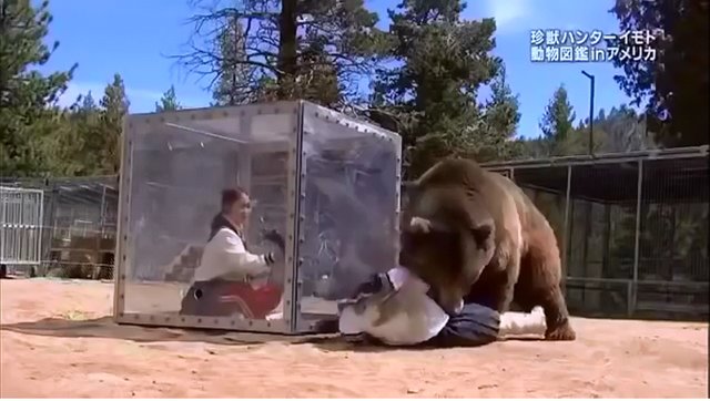 bear1.jpg
