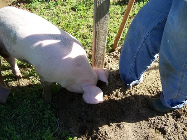 8.Piggy Dripper help7 crop June 2014 .jpg