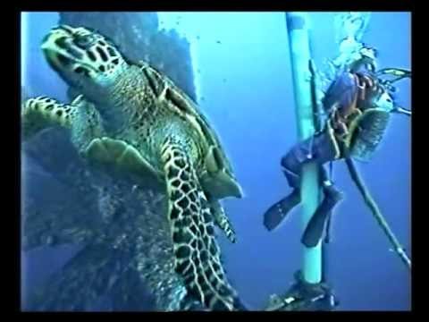 diver turtle.jpg