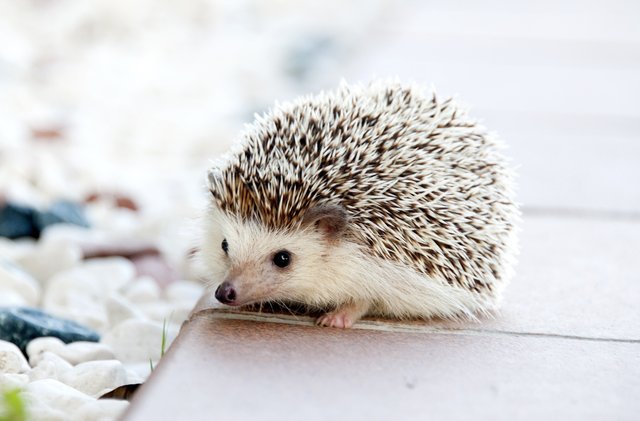 Hedgehogs.jpg