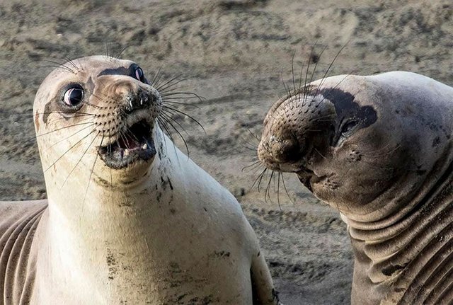 comedy-wildlife-photography-awards-2017-1-59646f8f30d3a__880.jpg