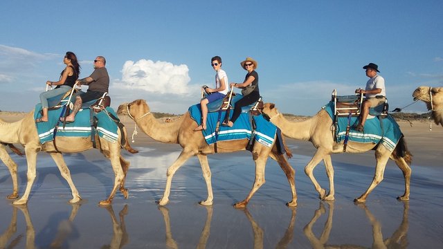 camel-1643857_960_720.jpg