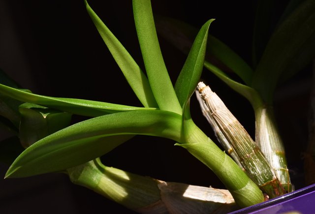 Dendrobium Biggibum var Compactum cane.jpg