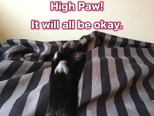 High Paw.JPG