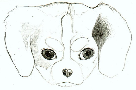 shading-a-drawing-of-a-puppy.jpg