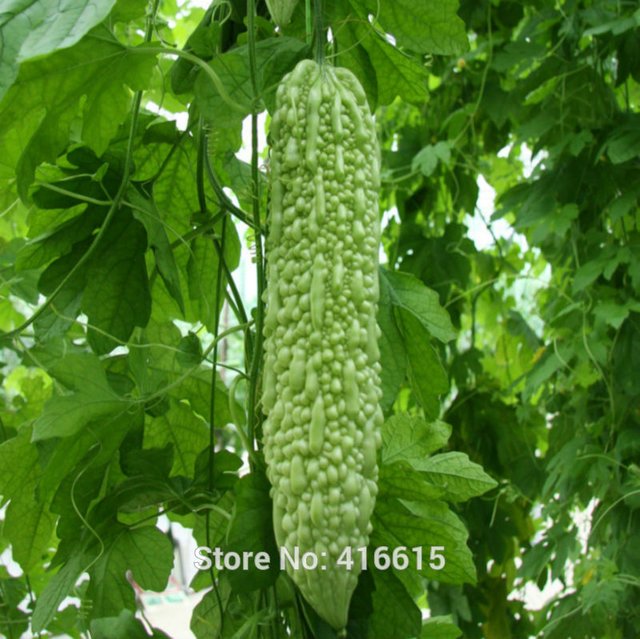 20-Bitter-Gourd-Seeds-Bitter-Melon-Momordica-Charantia-Balsampear-Seeds-Karela-Vegetable-Bittergourd-Semen-Momordicae-Charantiae.jpg