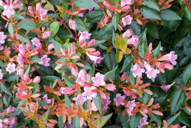 Abelia Ecosia Plants Pink Flowers Garden