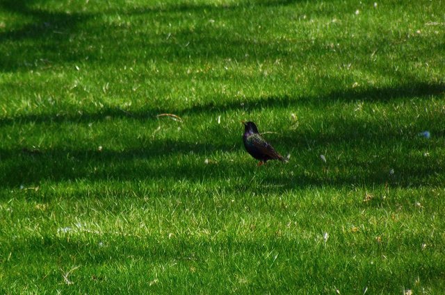 birds of paradise, starling,  photography by jeronimo rubio, 2018, all rights reserved, nature (1241).jpg