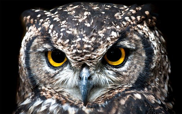spotted-eagle-owl-3003320_640.jpg