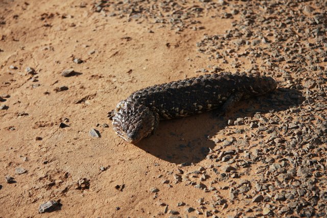 Macquarie Marshes 096.JPG