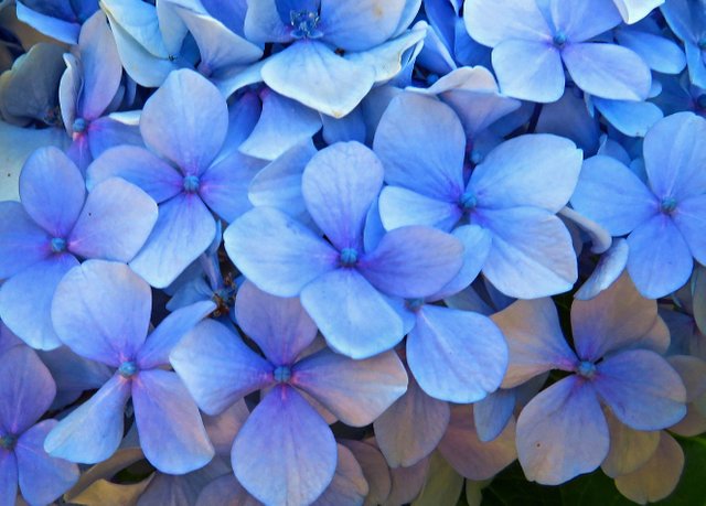 hydrangea-blue.jpg