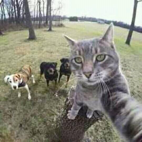 Cats selfie.jpg