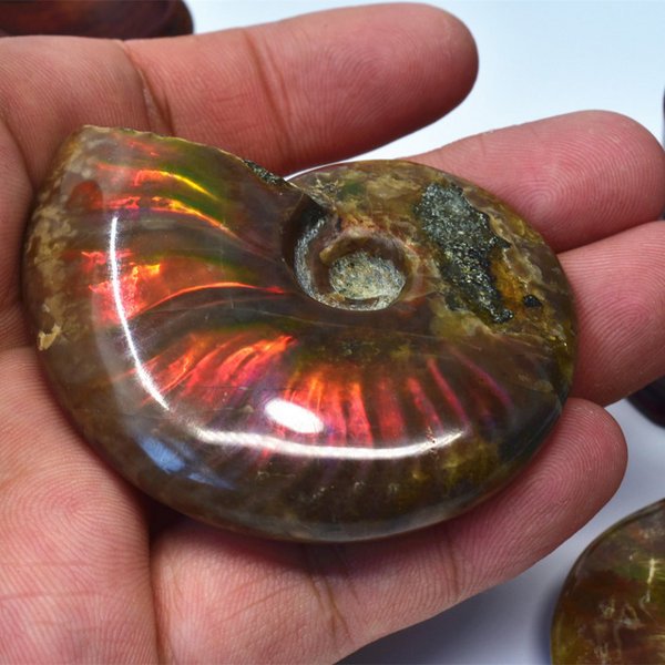 Natural-conch-pendant-snail-leaf-fossil-ammonite.jpg