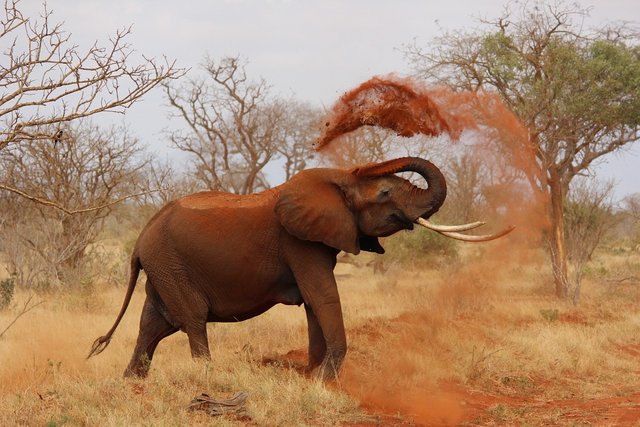 Africa-African-Elephant-Tsavo-Kenya-Elephant-111695.jpg