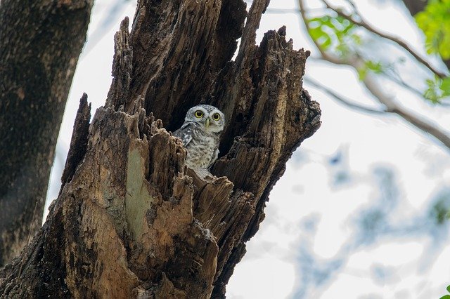 the-spotted-owlet-2289917_640.jpg