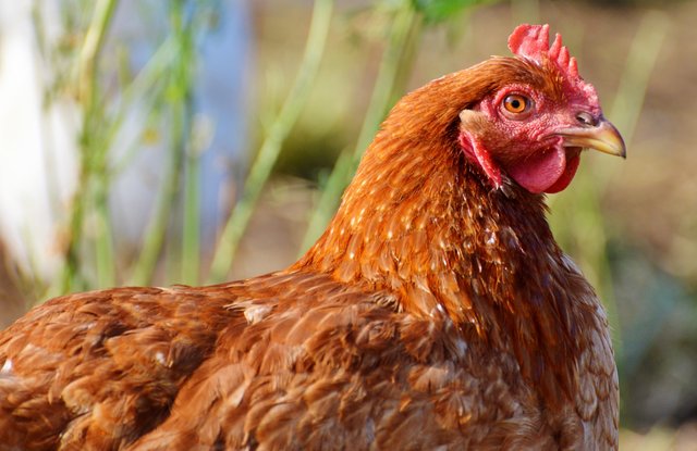 chicken-2901901.jpg