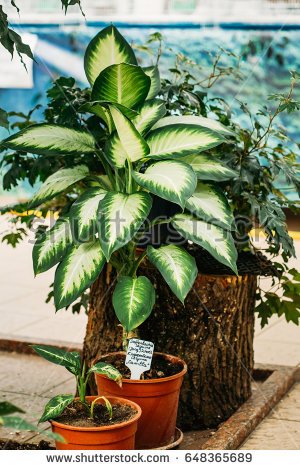 stock-photo-dieffenbachia-seguine-or-dumbcane-is-a-species-of-dieffenbachia-native-to-the-tropical-americas-648365689.jpg