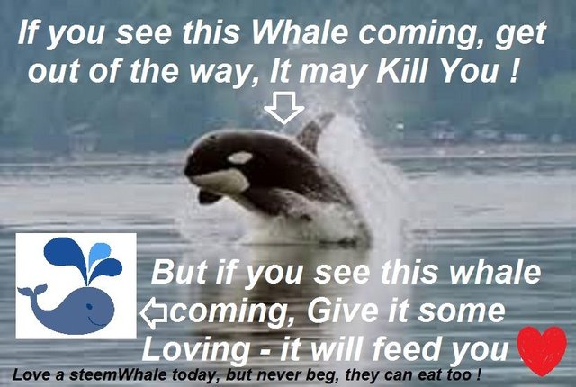 killer whale coming.jpg