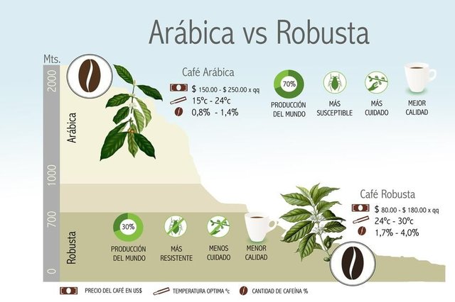 arabica.jpg