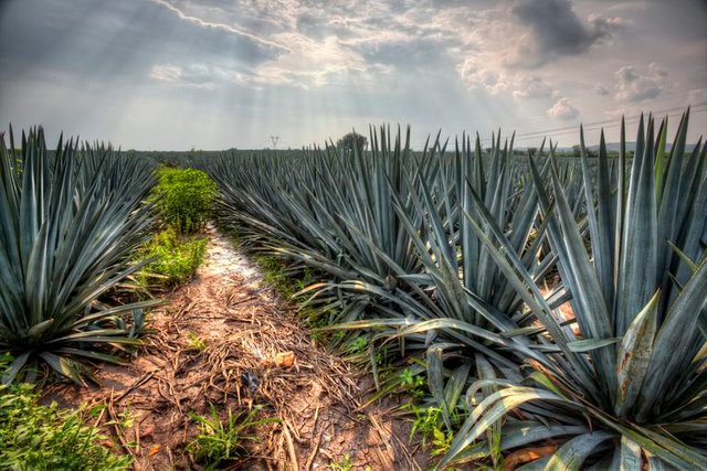 Campos-de-agave-597b76865f9b58928bd8e01a.jpg