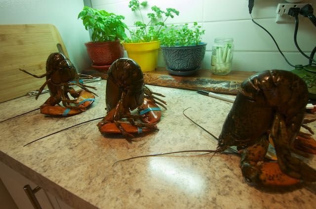 lobster 017.jpg