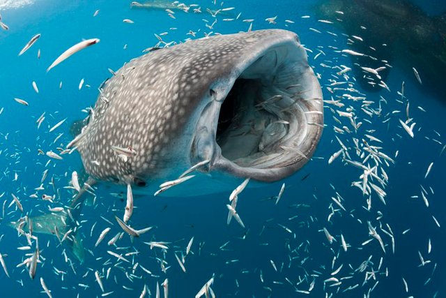 feeding-whale-shark-159237041-572516985f9b589e34b1fe3f.jpg