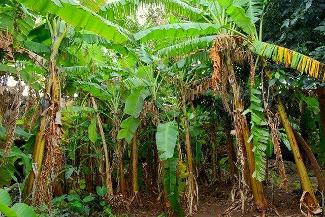 Ana-Te-Pahu-platanos.jpg