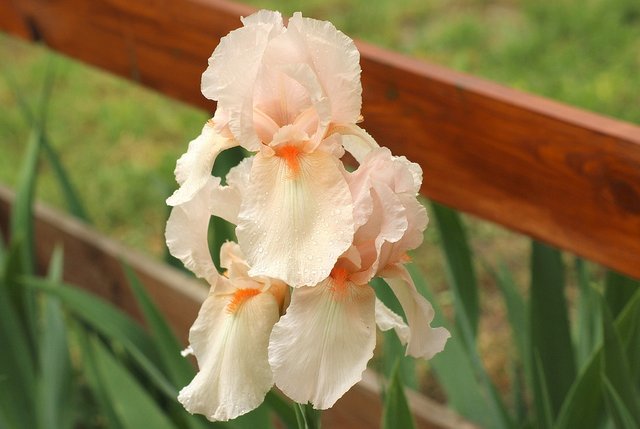 iris-3404080_960_720.jpg