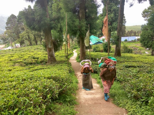 tea garden workers3.jpg