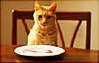 110x70_people_foods_cats_can_eat_slideshow.jpg