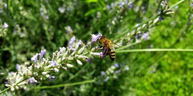 bee.jpg