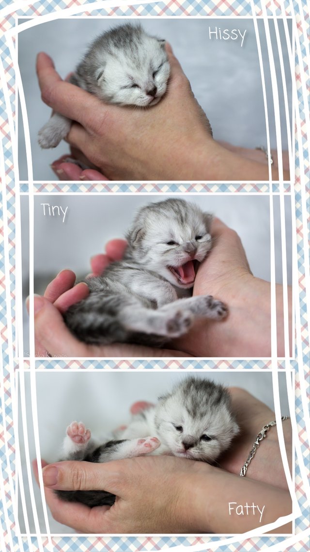 Kittens-8 days.jpg