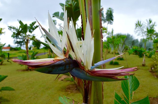 Malabo-Africa-18.jpg