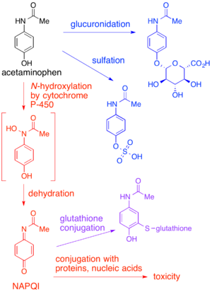 Acetaminophen_metabolism (1).png