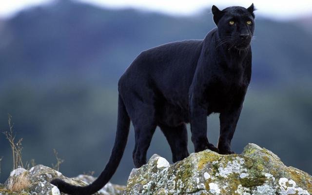 Beautiful-Animal-Panther.jpg