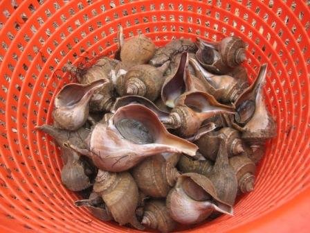 Smooth Whelks.jpg